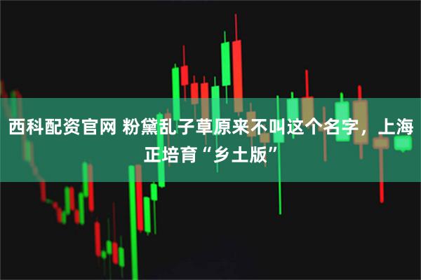 西科配资官网 粉黛乱子草原来不叫这个名字,上海正培育“乡土版”